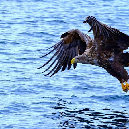 Ocean View Tind Lofoten Moskenes Eksteriør bilde